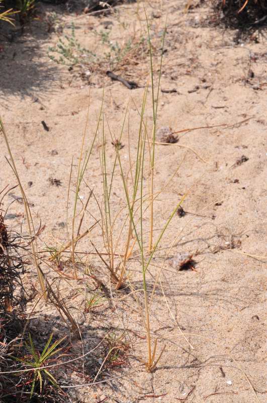 Sorta di giunco d.d.